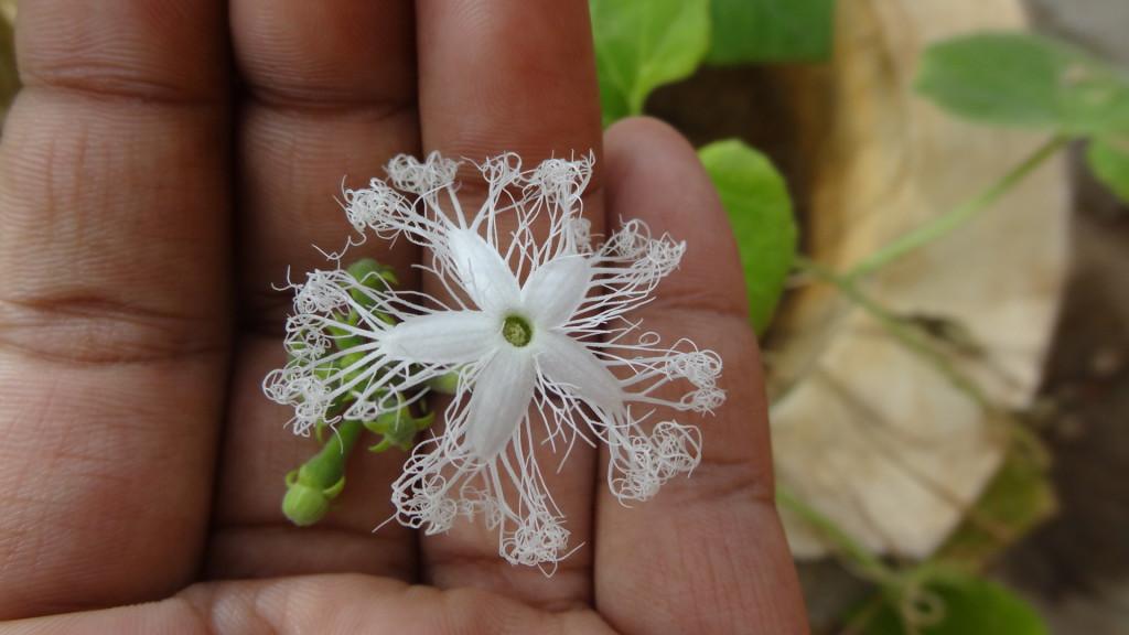 The_flower_of_a_Trichosanthes_cucumerina_in_hand