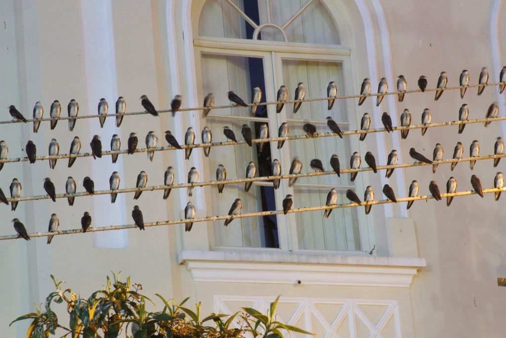 swallows-9926_1920